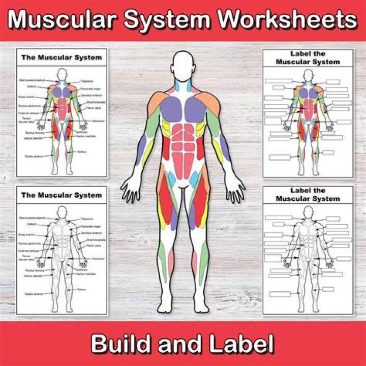 Muscular System Worksheet Answers PDF – Complete Guide & Answers