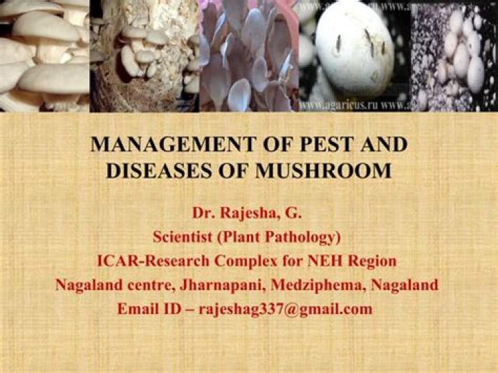 Mushroom Diseases and Their Management: Essential PDF Guide