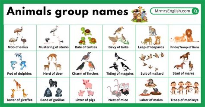 Free PDF List of Animal Groups with Pictures