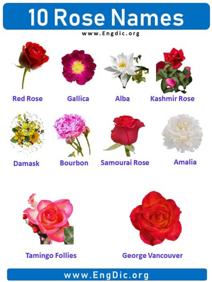 Alphabetical Names of Roses List PDF for Garden Enthusiasts