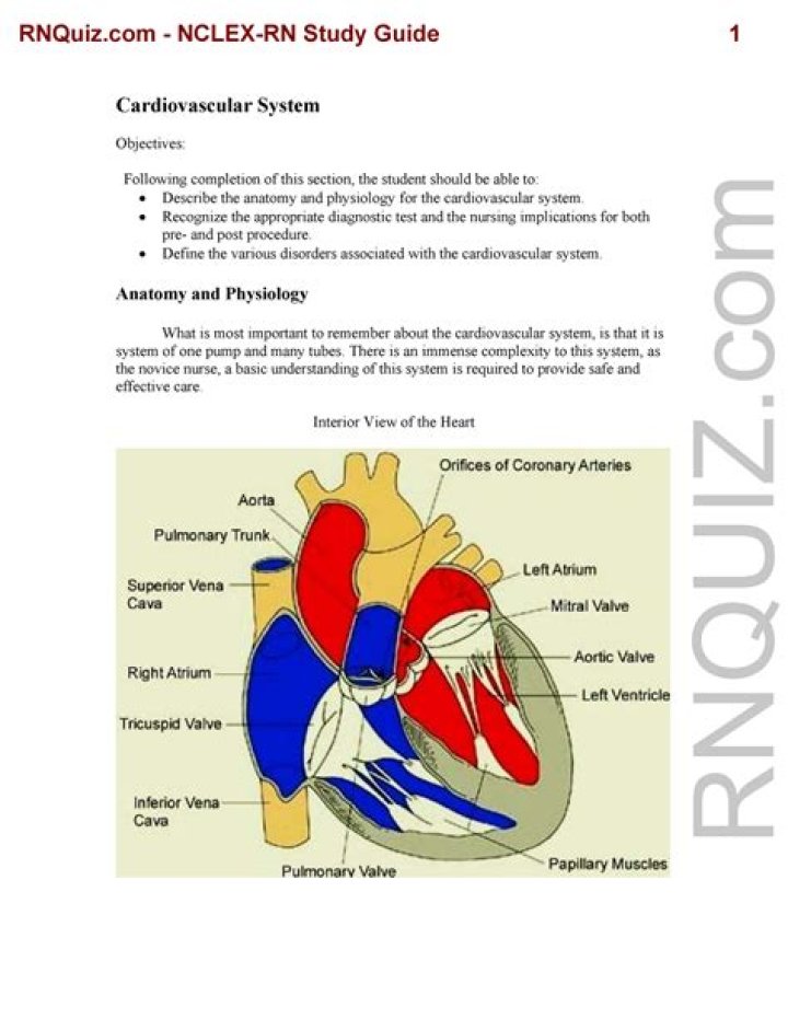 NCLEX Anatomy & Physiology Questions PDF – Master Core Concepts