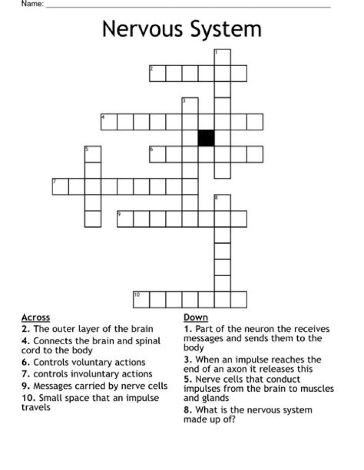 Nervous System Crossword Puzzle PDF Answers: Solve & Learn