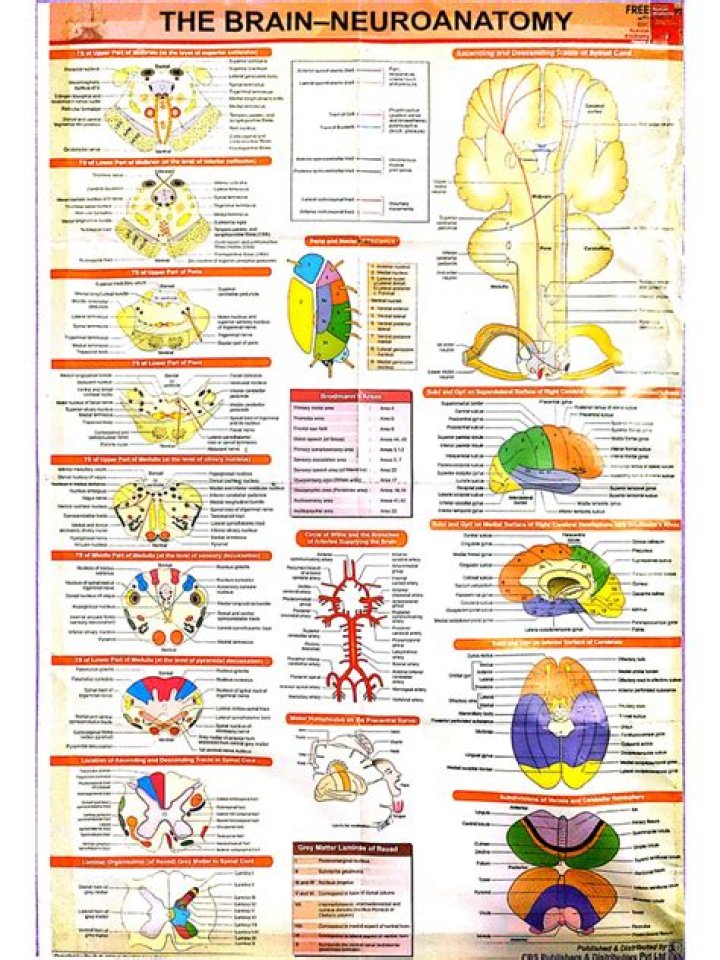 Neuroanatomy Cheat Sheet PDF: Essential Brain Structures and Functions