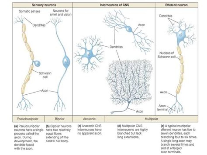 Neuron Function Pogil Answers PDF: Study Guide & Answers