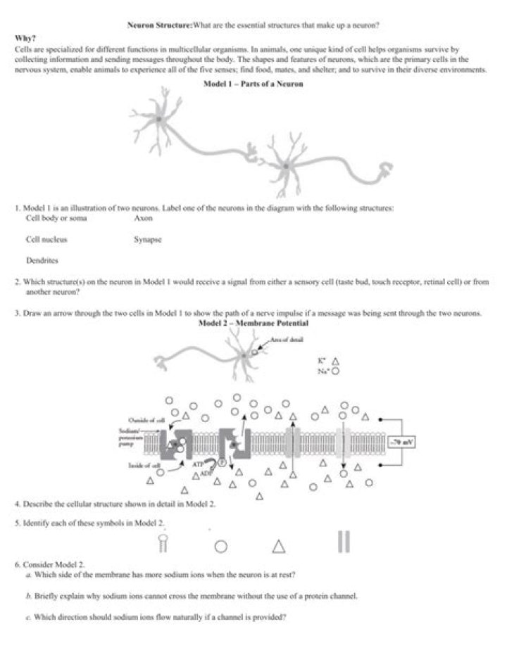 Neuron Structure Pogil Answers PDF – Study Guide & Solutions