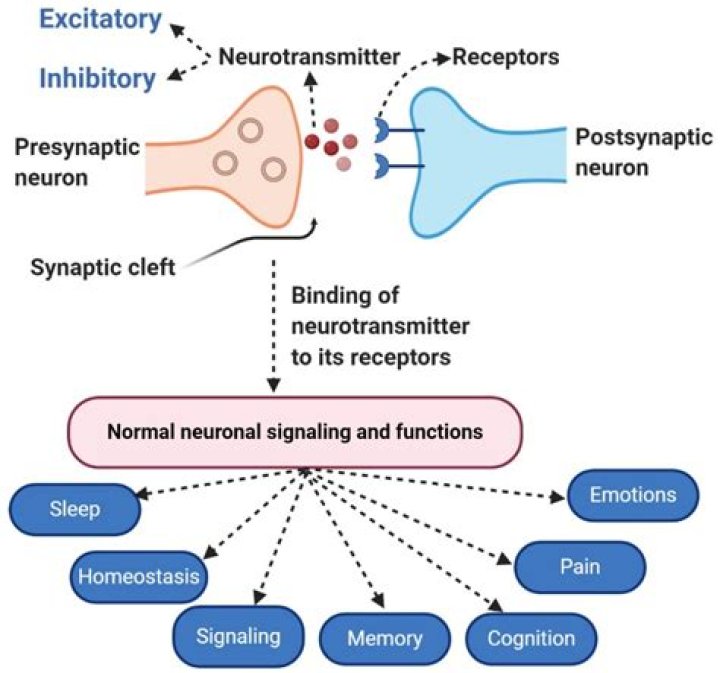 Neurotransmitter Questions and Answers PDF: Essential Insights