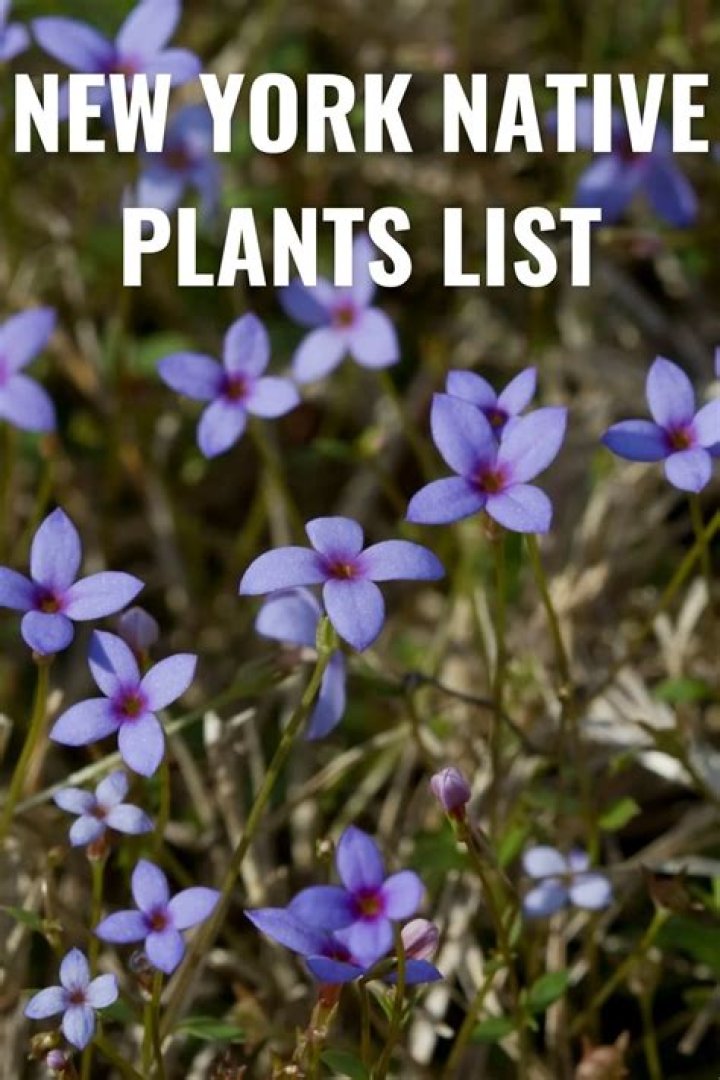 New York Native Plants List PDF: Easy Guide for Gardeners