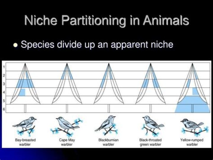Niche Partitioning and Species Coexistence Worksheet Answers PDF