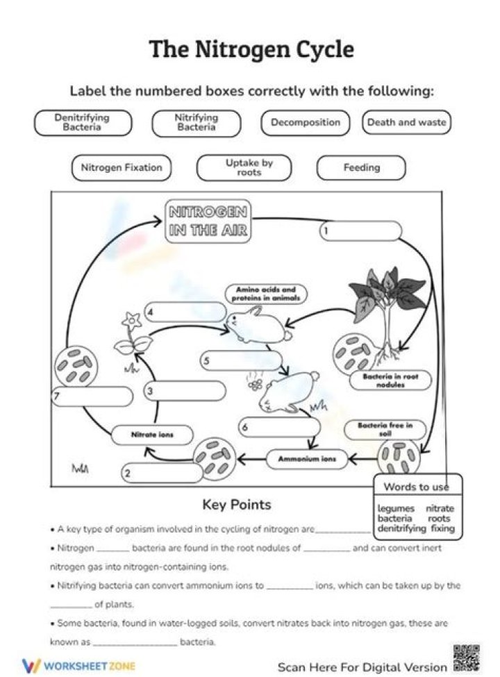 Nitrogen Cycle Questions and Answers PDF: Expert Explanations