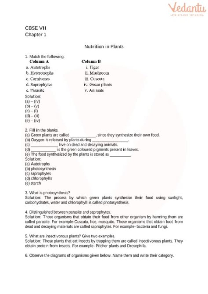 Nutrition in Plants for Class 7: Worksheet with Answers PDF