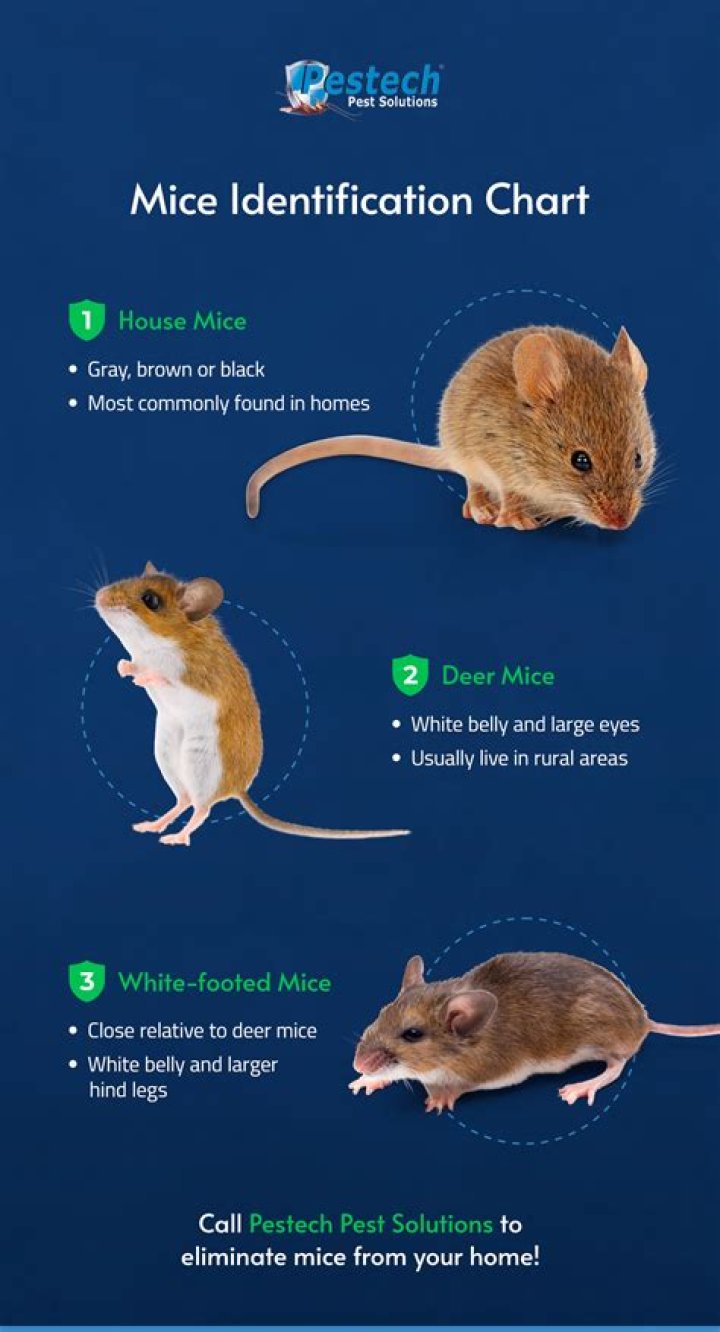 Of Mice and Men: Free Tests & Quizzes PDF Study Guide