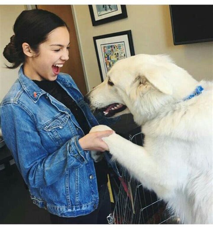 Olivia Rodrigo Pets Celebrity Pets
