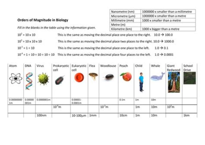 Order of Magnitude Worksheet PDF – Master Scaling Calculations Easily