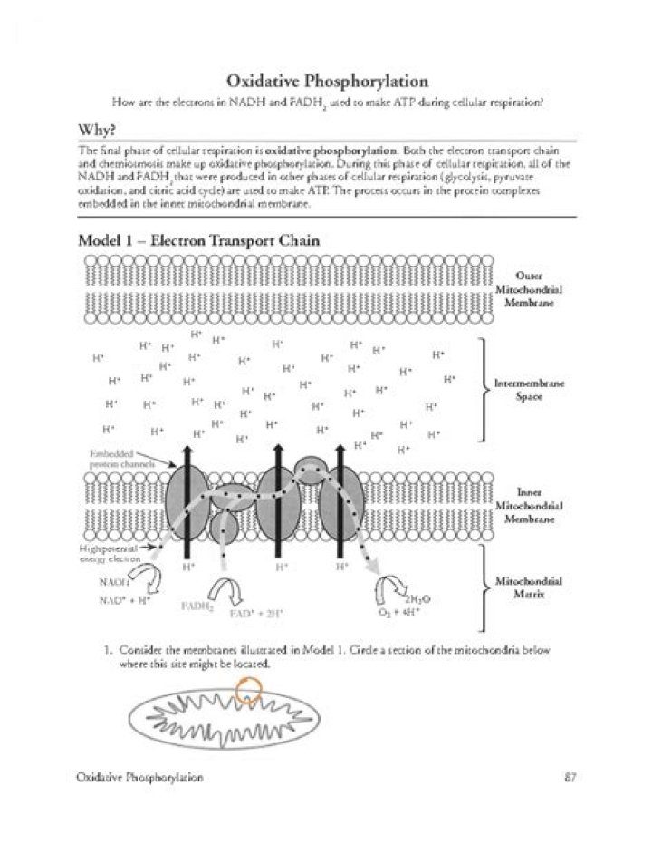 Oxidative Phosphorylation PDF Answer Key with Step-by-Step Explanation
