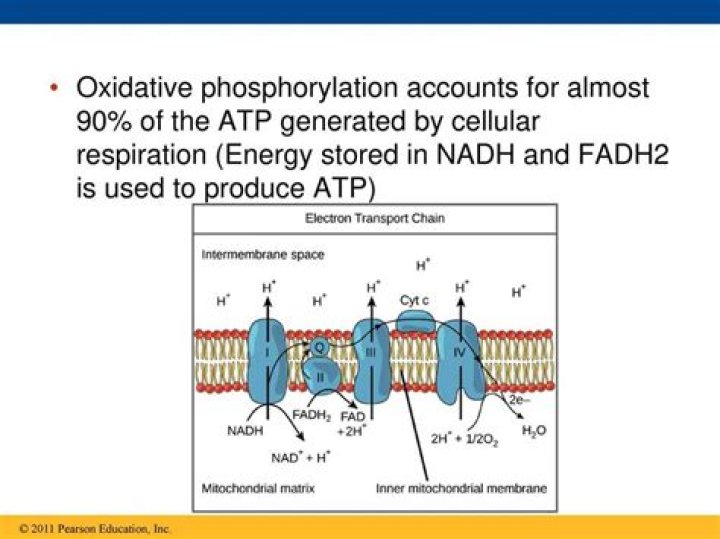 Oxidative Phosphorylation PDF Answers: Step-by-Step Guide