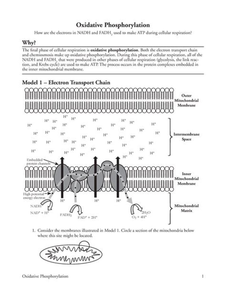 Oxidative Phosphorylation POGIL Answer Key PDF – Study Guide & Answers