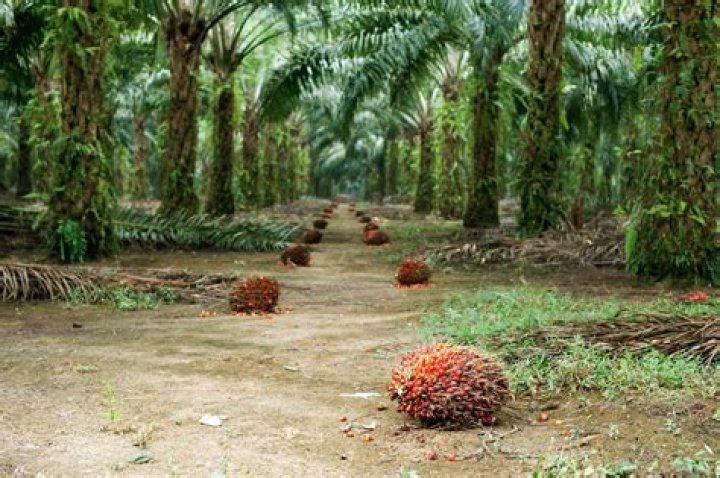 Palm Oil Plantation Business Plan PDF – Step-by-Step Guide