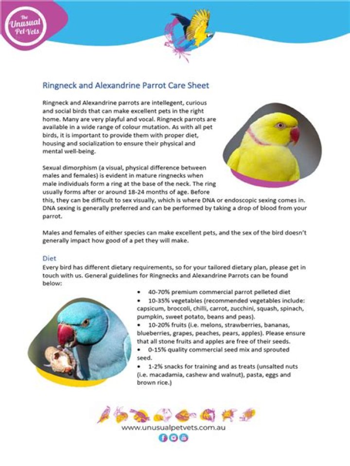 Parakeet Care Sheet PDF: Complete Guide for Healthy Birds