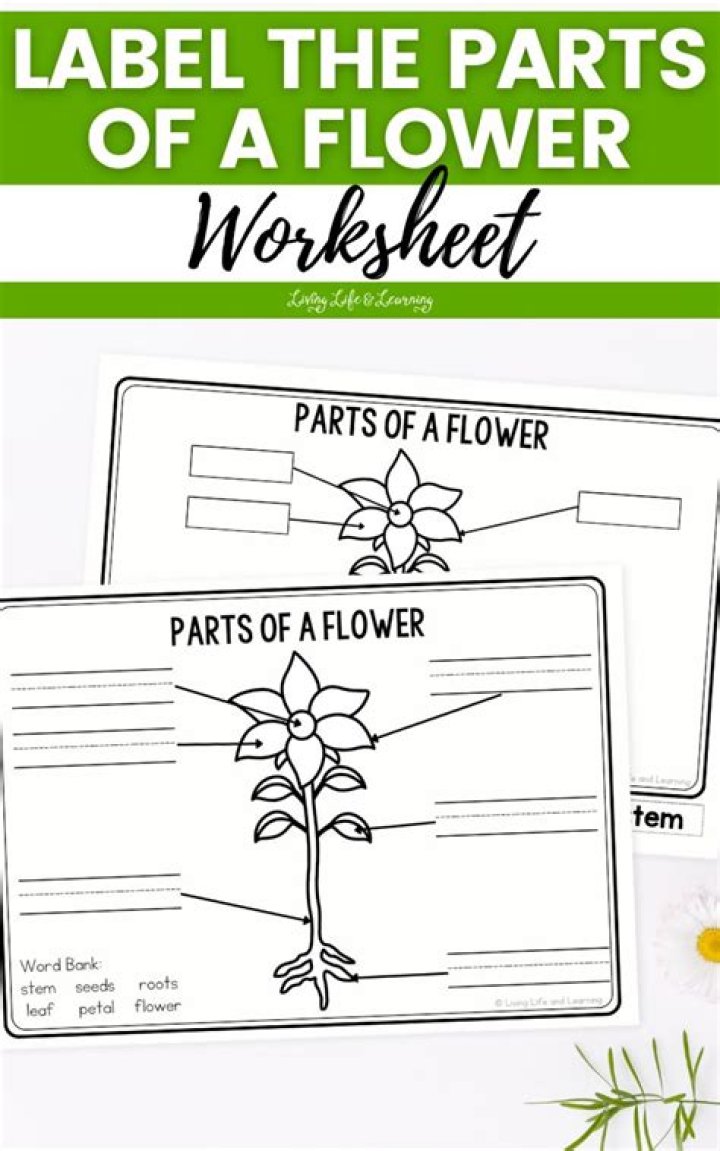 Parts of a Flower Worksheet PDF for Kindergarten
