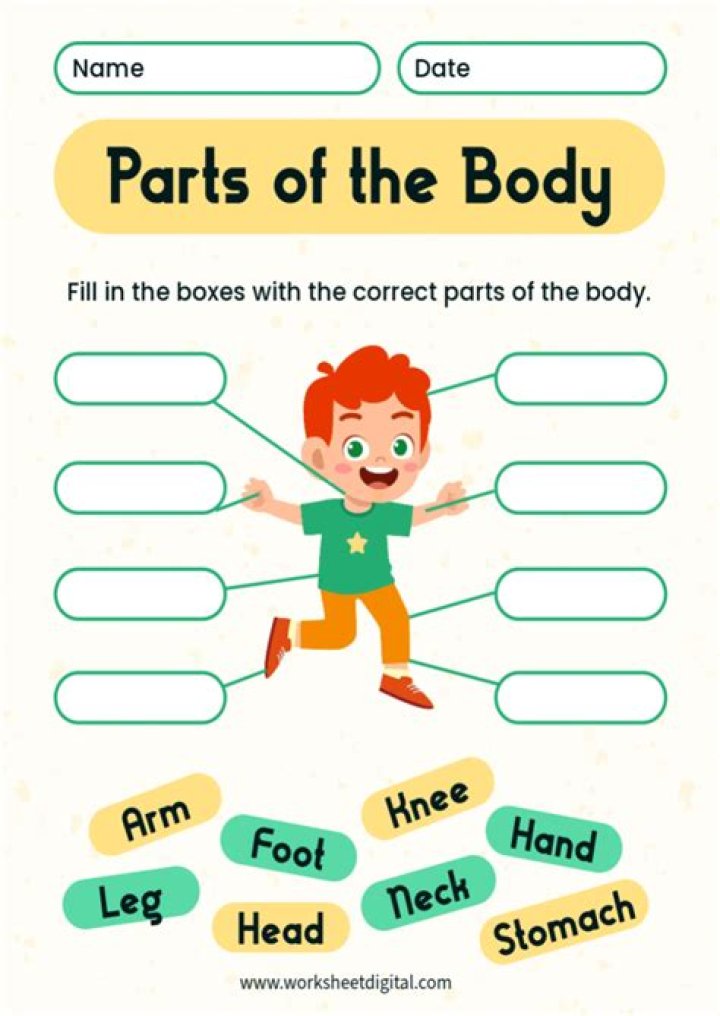 Free Parts of the Body Worksheet for Kindergarten PDF
