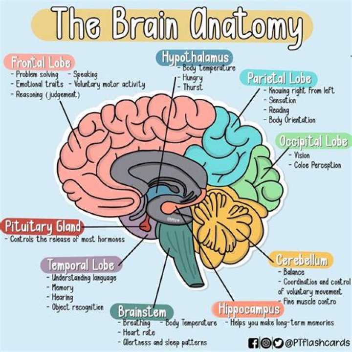 Essential Worksheet: Parts of the Brain and Their Functions – PDF Guide