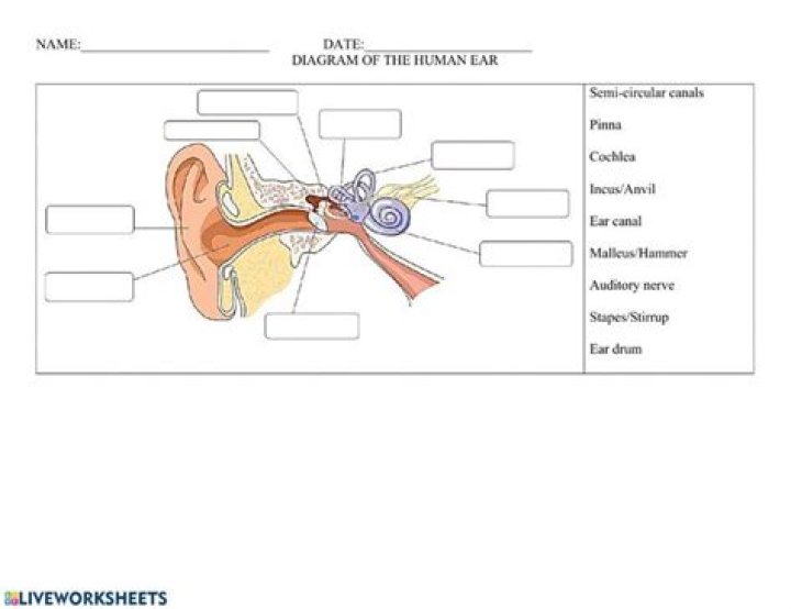 Parts of the Ear Worksheet PDF – Learn Human Anatomy