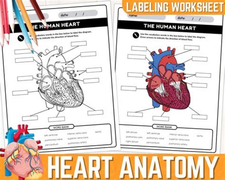 Parts of the Heart Worksheet PDF: Learn Anatomy with Easy Worksheets