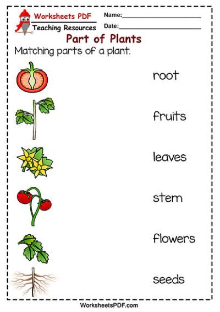 Free Parts of the Plants Worksheet for Kindergarten PDF