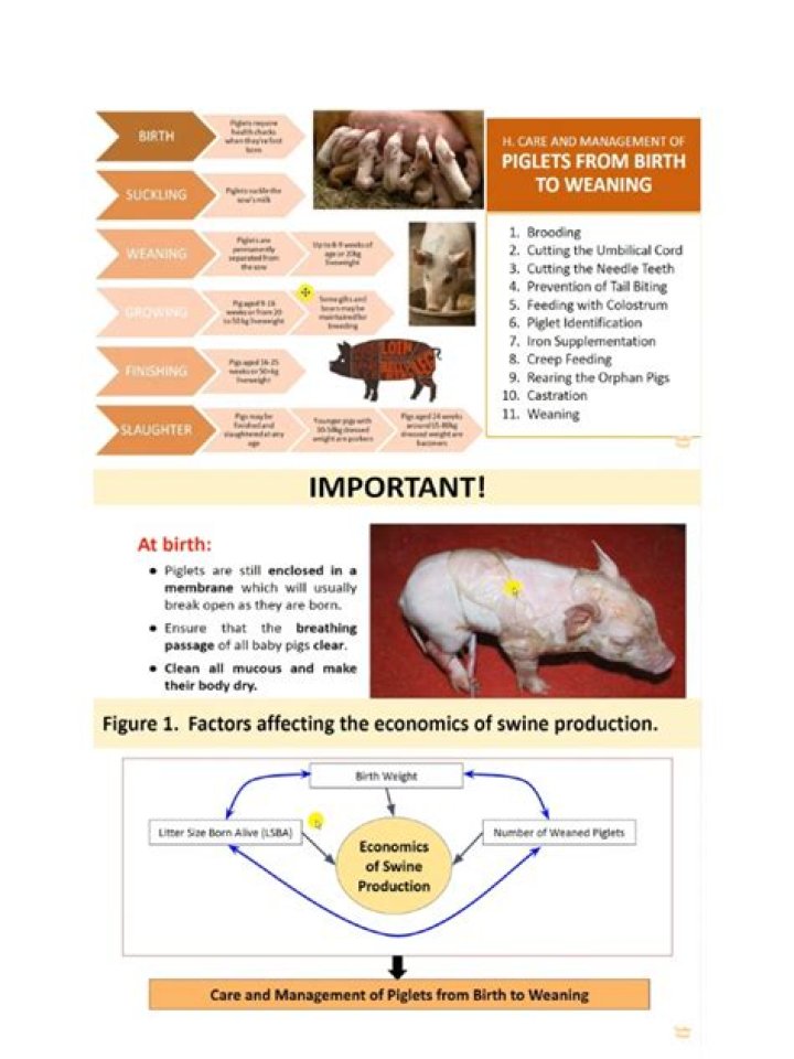 Master Piglet Management with Expert PDF Guide