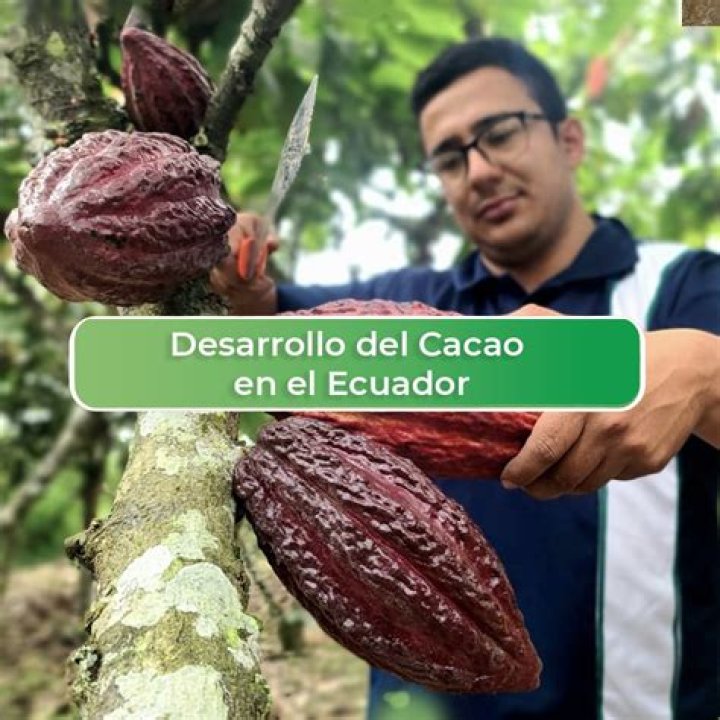 Plan de Fertilización del Cacao PDF: Guía Completa para Mejorar Rendimiento