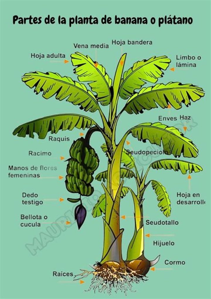 Plan de Fertilización para Plátano en PDF – Guía Práctica