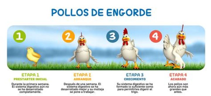 Plan de Negocio para Pollos de Engorde PDF Completo