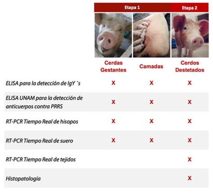 Plan de Vacunación en Cerdos PDF: Guía Completa para la Salud Animal