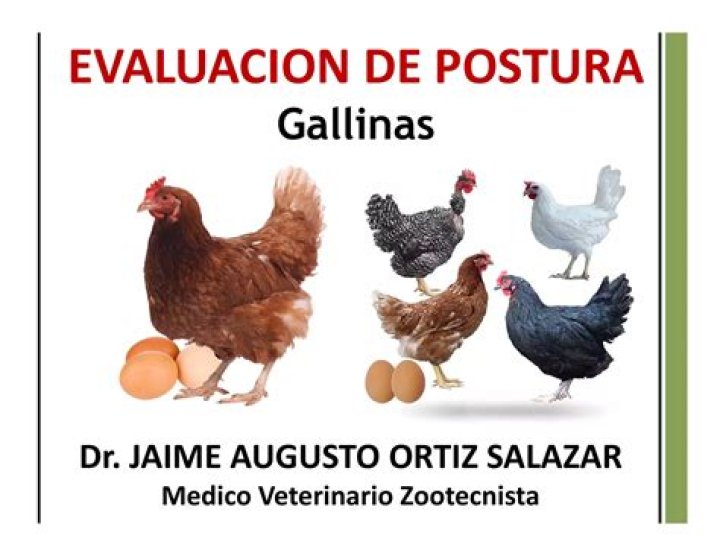 Plan de Vacunación para Gallinas de Postura PDF: Guía Completa