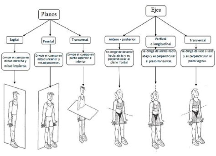 Plan de Ejes del Cuerpo Humano PDF: Guía Completa