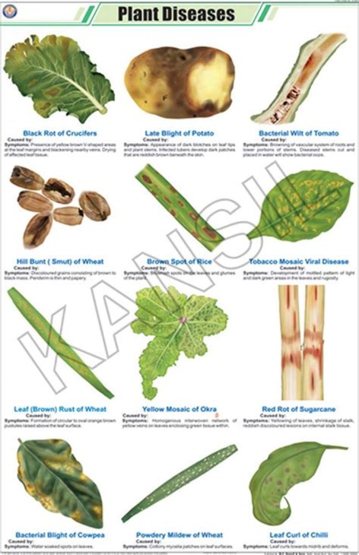 Complete Plant Disease List PDF: Identify & Treat Common Plant Diseases