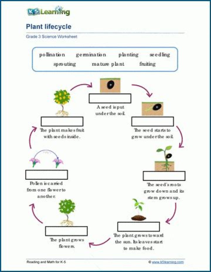 Free Plant Growth Worksheet PDF for Healthy Plant Development