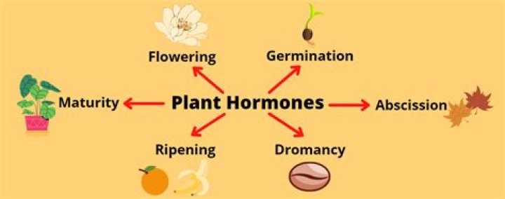 Plant Hormones Questions & Answers PDF: Expert Guide