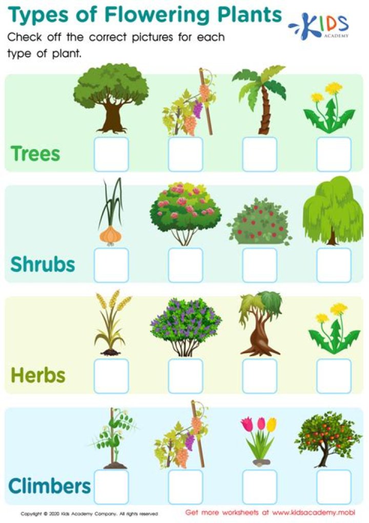 Free Plant Identification Worksheet PDF for Easy Learning