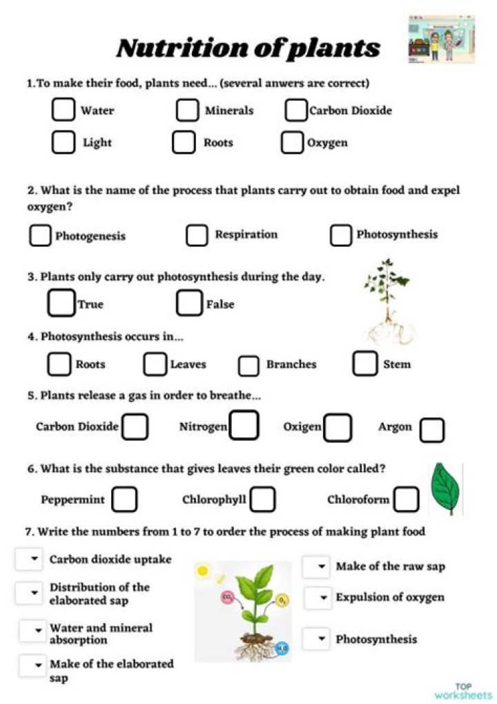 Plant Nutrition Worksheet PDF: Learn How to Boost Your Garden’s Health