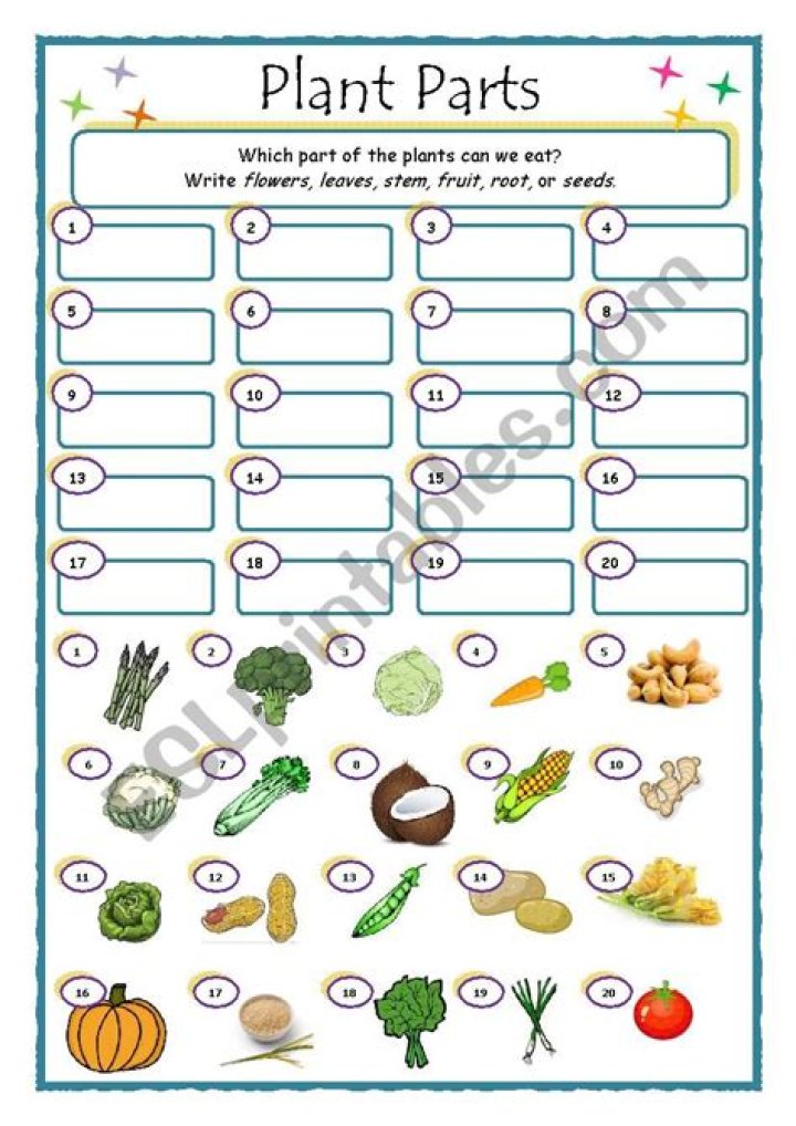 Free Plant Parts We Eat Worksheet PDF – Learn Essential Edible Plant Anatomy