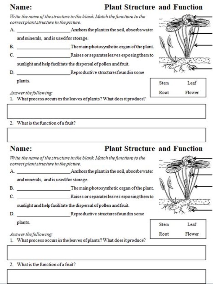 Plant Structure and Function: Expert Q&A PDF Guide