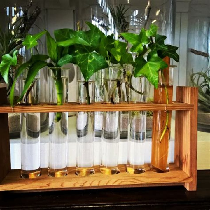 Grow Rare Plants from Test Tubes: A PDF Guide