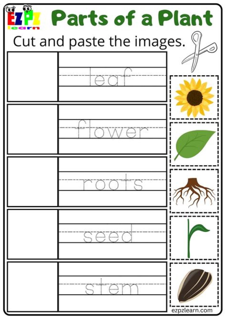 Plants Worksheets for Kindergarten PDF – Free Printable Activities