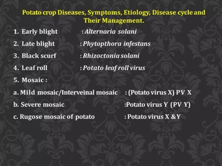 Potato Diseases and Their Management: Essential PDF Guide