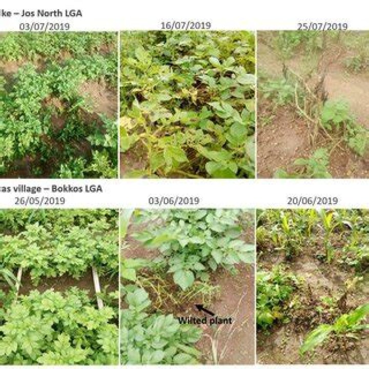 Potato Pest and Disease Management: Essential PDF Guide