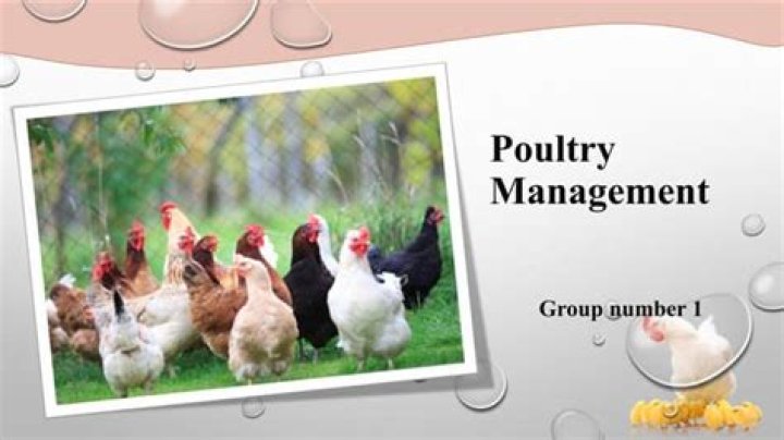Poultry Care and Management PDF: Essential Guide for Healthy Flocks