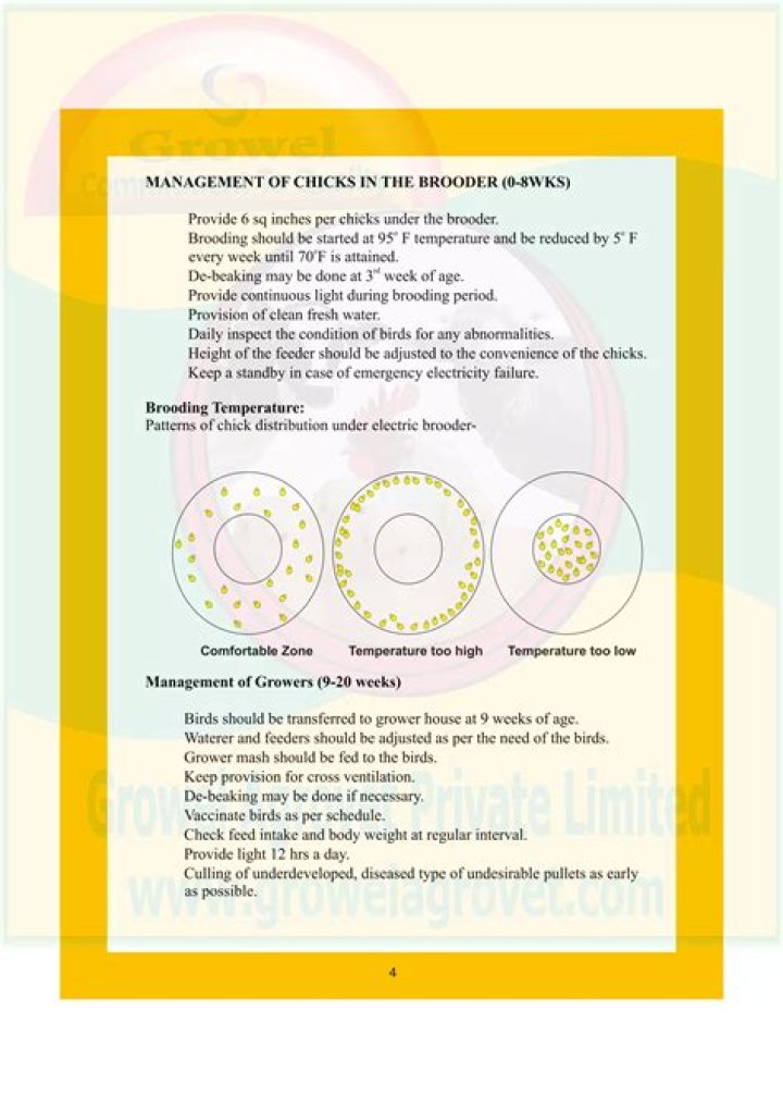Poultry Layer Management Guide PDF: Expert Tips & Techniques