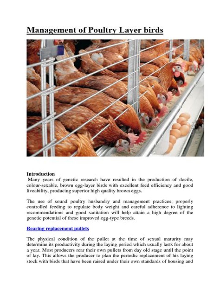 Poultry Management PDF: Expert Guide for Healthy Flocks