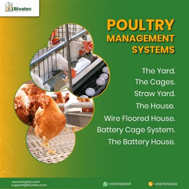 Poultry Management Systems PDF: Optimize Your Farm Efficiency